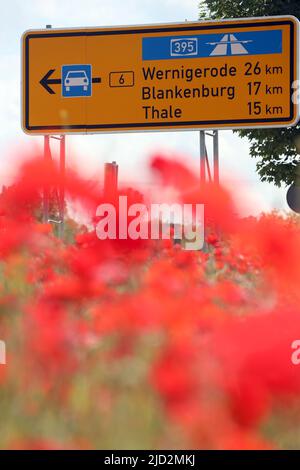 31 maggio 2022, Sassonia-Anhalt, Quedlinburg: I papaveri fioriscono in un prato nei monti Harz di fronte alla città di Quedlinburg, patrimonio dell'umanità. Foto: Matthias Bein/dpa Foto Stock