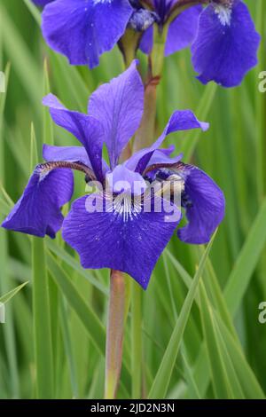 Iris sibirica Cesari Fratello bandiera siberiana Iris fiori violacei intensi Foto Stock