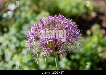 Allium Christophii fiore, Stella della Persia Foto Stock