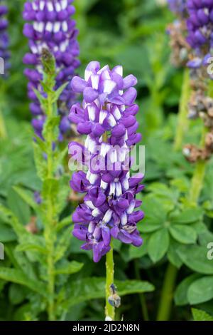 Fiori di lupino viola e bianco Foto Stock