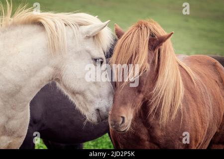 Due cavalli islandesi amici baciare, Islanda Foto Stock