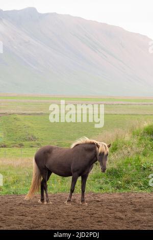 Cavallo islandese marrone in Islanda Foto Stock