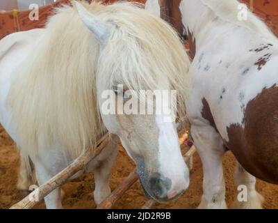 Cavallo zingaro conosciuto anche come tradizionale scuderia zingaro, cob irlandese, cavallo zingaro, cob galineeri o gingaro in piedi in scuderia di cavalli Foto Stock