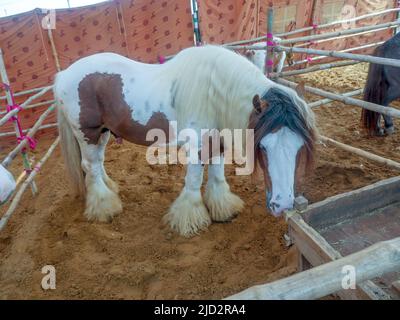 Cavallo zingaro conosciuto anche come tradizionale scuderia zingaro, cob irlandese, cavallo zingaro, cob galineeri o gingaro in piedi in scuderia di cavalli Foto Stock