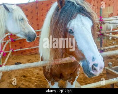 Cavallo zingaro conosciuto anche come tradizionale scuderia zingaro, cob irlandese, cavallo zingaro, cob galineeri o gingaro in piedi in scuderia di cavalli Foto Stock