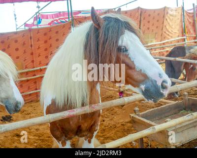 Cavallo zingaro conosciuto anche come tradizionale scuderia zingaro, cob irlandese, cavallo zingaro, cob galineeri o gingaro in piedi in scuderia di cavalli Foto Stock