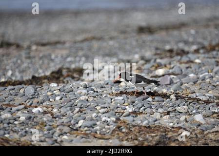 Eurasian Oystercatcher (Haematopus ostralegus) camminando a destra a sinistra lungo una spiaggia di ciottoli, sull'isola di Man, Regno Unito in primavera Foto Stock