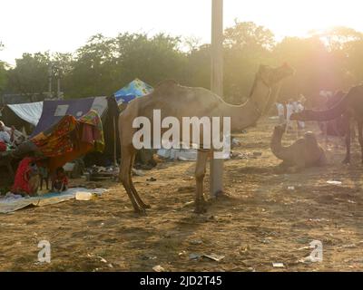 Pushkar, Rajasthan India - 04 novembre 2019 : i cammelli si sono riuniti per il commercio al festival del cammello principale dell'India alla fiera del cammello di Pushkar Foto Stock