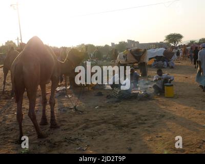 Pushkar, Rajasthan India - 04 novembre 2019 : i cammelli si sono riuniti per il commercio al festival del cammello principale dell'India alla fiera del cammello di Pushkar Foto Stock