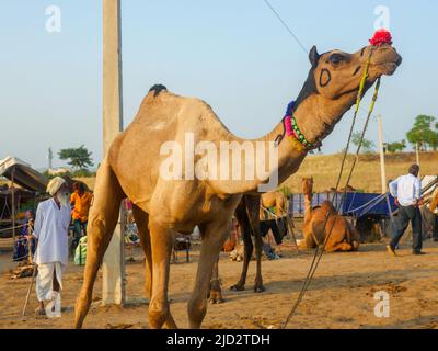 Pushkar, Rajasthan India - 04 novembre 2019 : i cammelli si sono riuniti per il commercio al festival del cammello principale dell'India alla fiera del cammello di Pushkar Foto Stock