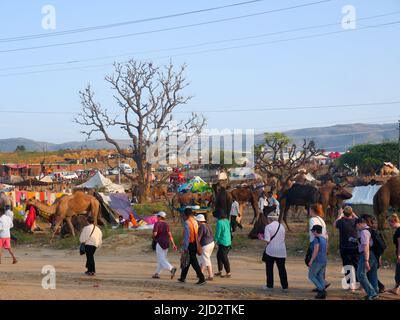 Pushkar, Rajasthan India - 04 novembre 2019 : i cammelli si sono riuniti per il commercio al festival del cammello principale dell'India alla fiera del cammello di Pushkar Foto Stock