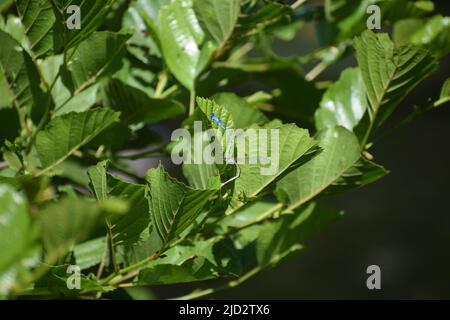 damselfly blu Foto Stock