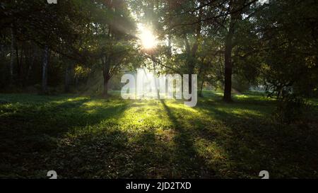 Il sole splende luminosamente attraverso verdi rami alberi nella foresta la mattina estiva. Bellissimo sfondo naturale. Ecologia, protezione ambientale, riscaldamento globale, cambiamento climatico Foto Stock