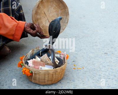 Pushkar, Rajasthan India - 04 novembre 2019 : Snake charmer che mostra serpente nero cobra in cestino su Street show indiano Foto Stock