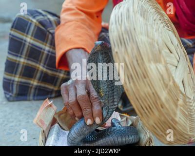 Pushkar, Rajasthan India - 04 novembre 2019 : Snake charmer che mostra serpente nero cobra in cestino su Street show indiano Foto Stock