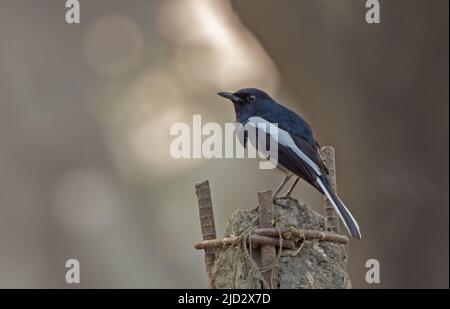 Il maggie-robin orientale è un piccolo uccello passerino. Foto Stock