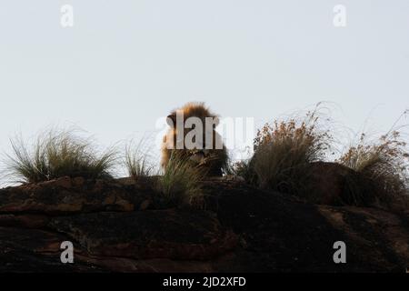 Lion on the Lion Rock, un promontorio che ha ispirato il film di Walt Disney "il Re Leone", Lualenyi, Tsavo Conservation Area, Kenya. Foto Stock