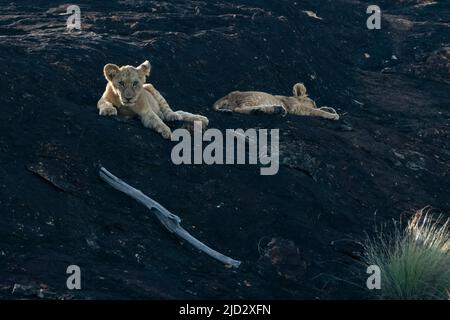 I cuccioli di leone sulla roccia del leone, un promontorio che ha ispirato il film di Walt Disney "il re del leone". Lualenyi, Tsavo Conservation Area, Kenya. Foto Stock