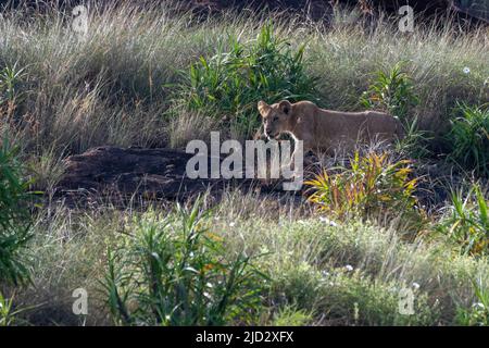 Cucciolo di Leone sulla roccia del Leone, un promontorio che ha ispirato il film di Walt Disney "il Re Leone". Lualenyi, Tsavo Conservation Area, Kenya. Foto Stock