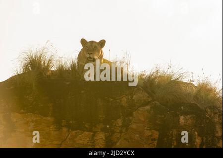 Lionessa (Panthera leo) sulla roccia del Leone, un promontorio che ha ispirato il film "il Re Leone" di Walt Disney. Lualenyi, Tsavo Conservation Area Foto Stock