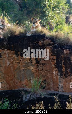 Lioness (Panthera leo) on the Lion Rock, un promontorio che ha ispirato il film "il Re Leone" di Walt Disney, Lualenyi, Tsavo Conservation Area Foto Stock