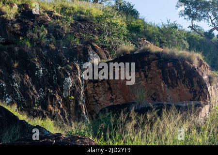 Lioness (Panthera leo) on the Lion Rock, un promontorio che ha ispirato il film "il Re Leone" di Walt Disney, Lualenyi, Tsavo Conservation Area Foto Stock