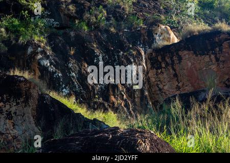 Lioness (Panthera leo) on the Lion Rock, un promontorio che ha ispirato il film "il Re Leone" di Walt Disney, Lualenyi, Tsavo Conservation Area Foto Stock