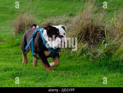 Nero tricolore inglese britannico bulldog in blu imbracatura che corre sull'erba verde in soleggiata calda primavera giorno Foto Stock