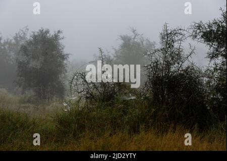 Reti a ragno, Lualenyi, Tsavo Conservation Area, Kenya. Foto Stock