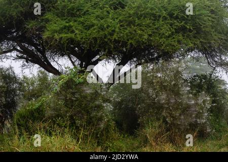 Reti a ragno, Lualenyi, Tsavo Conservation Area, Kenya. Foto Stock