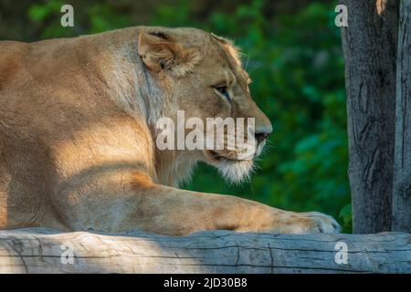 Profilo di posa della leoness. Gatto grande. Safari di fauna selvatica Foto Stock