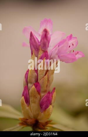 Astragalus vesicarius fiori rosa su sfondo sfocato. Foto Stock