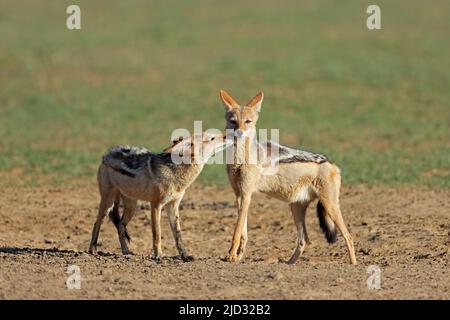 Una coppia di black-backed sciacalli (Canis mesomelas), Deserto Kalahari, Sud Africa Foto Stock