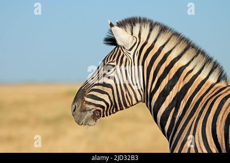 Ritratto di una zebra pianure (Equus burchelli), Parco Nazionale Etosha, Namibia Foto Stock