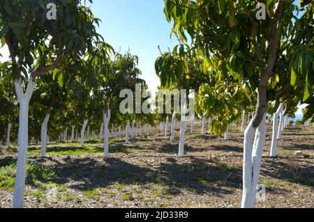 Alberi di Mango in una piantagione una giornata di sole Foto Stock