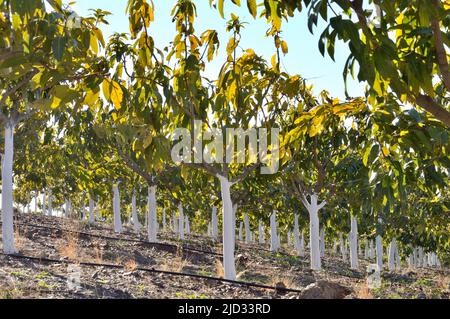 Alberi di mango in una piantagione Foto Stock