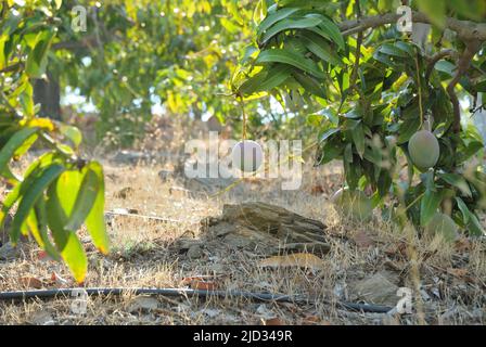Mango appeso in alberi di mango in piantagione agricola Foto Stock