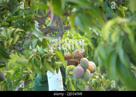 Raccolta di frutti di mango nella raccolta di frutti di mango Foto Stock