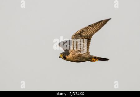 Il falco peregrino, conosciuto anche come il peregrino, e storicamente come il falco d'anatra nel Nord America, è un uccello cosmopolita di preda nella famiglia fa Foto Stock