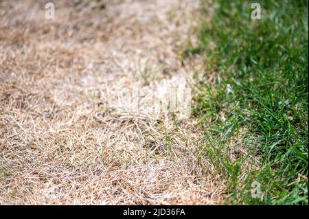 Distinzione visibile tra prato sano e erba bruciata chimica. Foto Stock