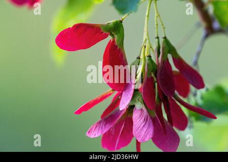 Primo piano di cluster di samara appesi a un Hot Wings Tatarian Maple Tree con uno sfondo verde naturale. Foto Stock