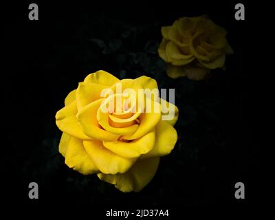 Due rose gialle su sfondo nero, luce studio Foto Stock