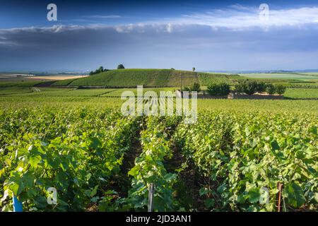 Vitigni coltivati sul 'monte Chapmagne' a sud di Reims, Marne (51), Francia. Foto Stock