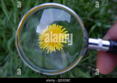 dente di leone dietro una lente d'ingrandimento. Foto Stock