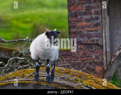 Scottish Blackface ovini Foto Stock