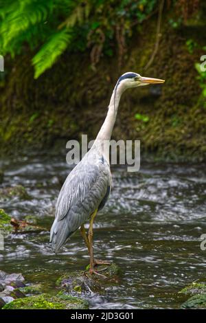 Heron grigio , Foto Stock