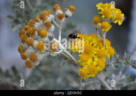 Bumble ape godendo il ragwort d'Argento (Jacobaea maritima).Bee arroccato su fiore giallo con sfondo verde foglie Foto Stock