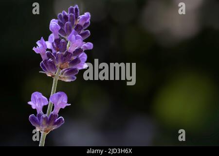 Singolo rametto di fiore in fiore e fragrante fiore di lavanda su uno sfondo verde scuro sfocato. Spazio di copia Foto Stock