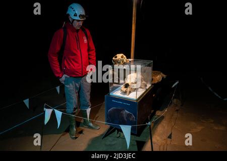 Cranio di un orso della grotta e di un orso bruno europeo (Ursus arctos), Grotta di Krizna Jama, Grotta della Croce, Grahovo, Slovenia. Foto Stock