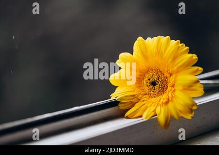 Primo piano foto di un fiore di gerbera giallo su una finestra in luce diurna. Banner naturale con fiori. Fiore su sfondo grigio scuro con pioggia. tren. Maggiore Foto Stock